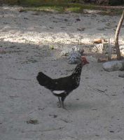 Er zijn kippen op Direction Island